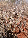 Euphorbia furcata Maktau GPS184 Kenya 2012_PV1501.jpg